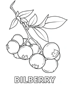 Bilberry fruit coloring page for children