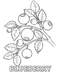 Growing blueberries coloring page to print