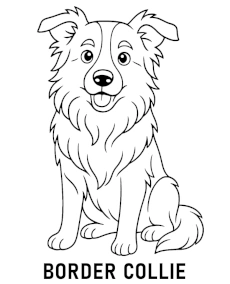 Dog Border Collie coloring page for kids