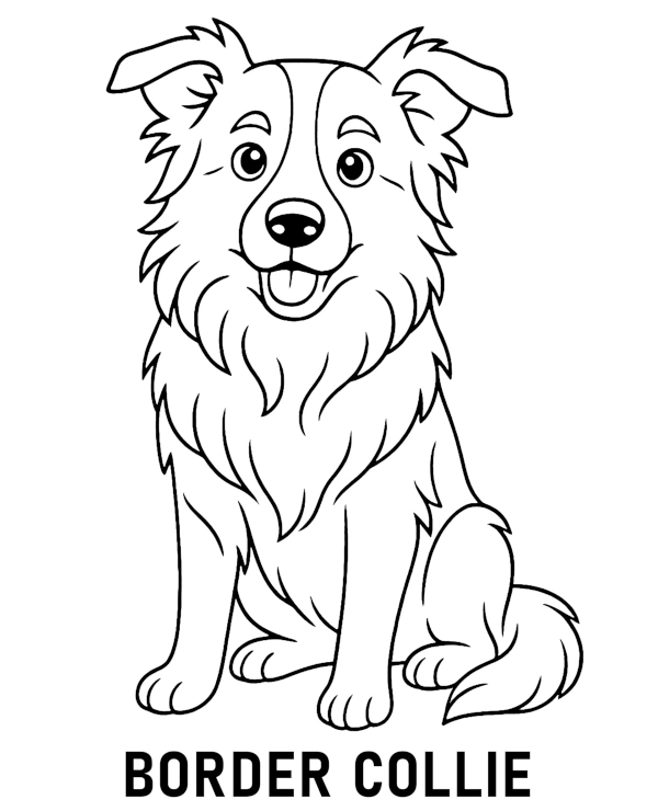 Dog Border Collie coloring page