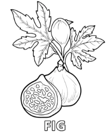 Printable fig fruit coloring sheet for kids