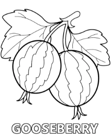 Printable gooseberry fruit coloring sheet for kids