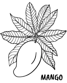 Mango coloring page fruit with name