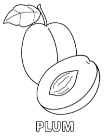 Plum coloring page fruit with names