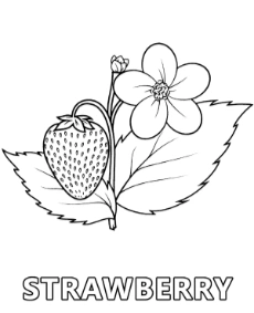 Printable strawberry coloring sheet fruits