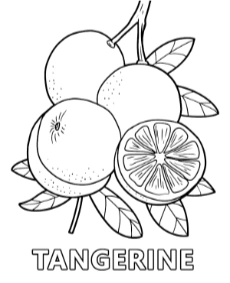 Printable tangerine coloring sheet fruits